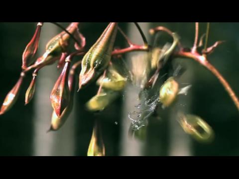 These plants exploding to breed