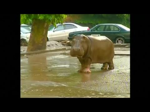 Georgia hit by deadly floods, animals escape zoo