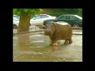 Georgia hit by deadly floods, animals escape zoo