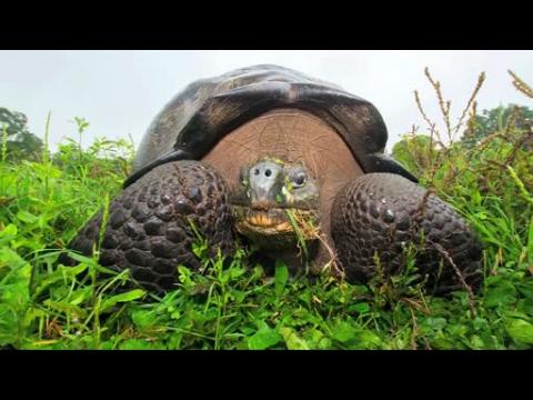 Are invasive species good for giant tortoises? Ask the dung