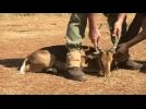 SA hunting: big money, big controversy