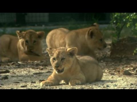 Lion cubs debut to the public at French zoo