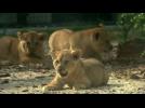 Lion cubs debut to the public at French zoo
