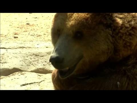 Zoo animals across Europe enjoy the summer sun