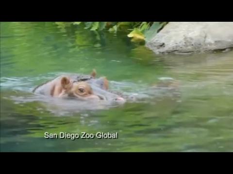 Baby hippopotamus swims with mother in San Diego Zoo