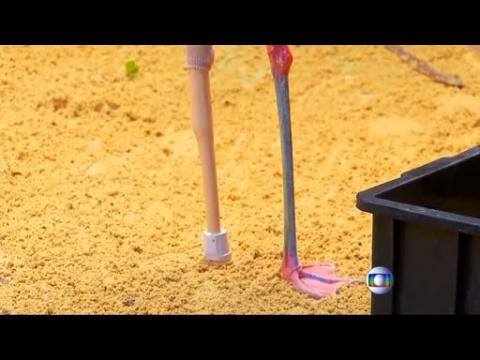 A flamingo at a Brazilian zoo is given a prosthetic leg