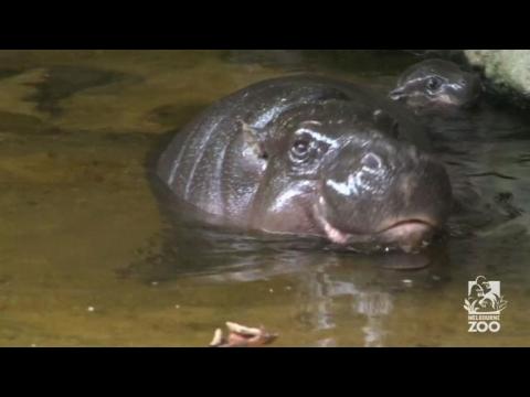 Hippo calf in Melbourne Zoo makes a splash