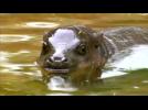 First dip for baby hippo