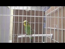 quels animaux peut on avoir chez soi