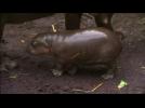 Melbourne Zoo shows off baby pygmy hippo
