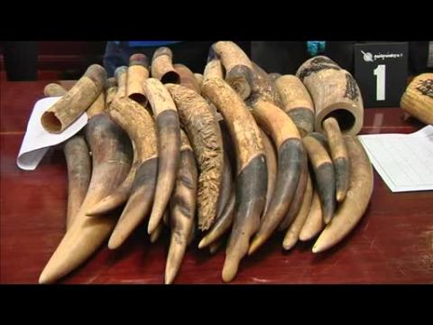 Thai officials crack down on ivory smuggling routes