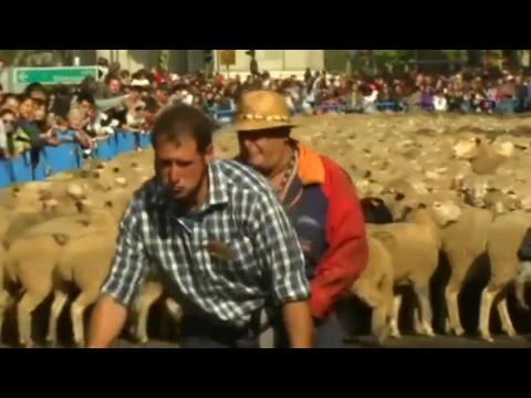 Sheep bleat through Madrid in annual migration