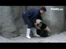 Baby Pandas tag team zoo keeper