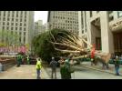 Rockefeller Center Christmas tree lifted into place
