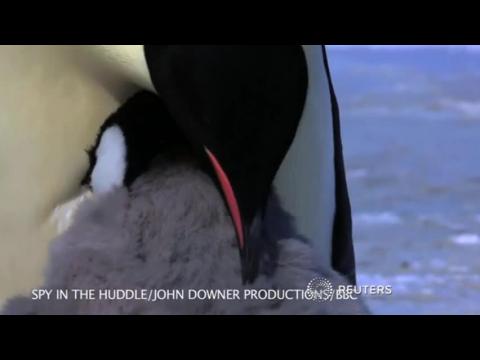 Robo-chick adds insight to penguin research
