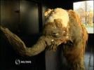Ancient baby mammoth on display in Moscow