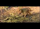Walking with Dinosaurs: The 3D Movie - "Character Shorts: Patchi" Featurette