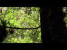 Amazonia - Trailer