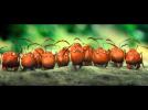 Minuscule, La Vall&eacute;e des fourmis perdues - Trailer - Label : Cineart - Category : Cinéma