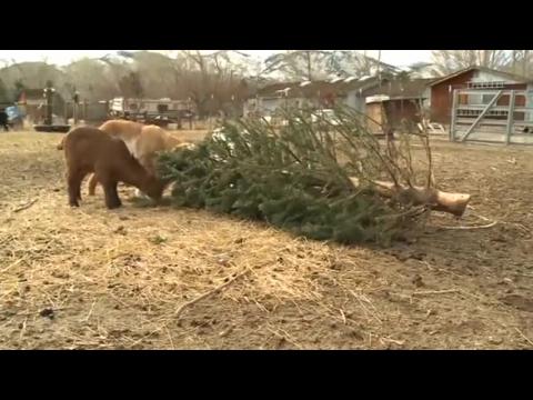 Nevada farmer uses goats to 'recycle' Christmas trees
