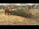 Nevada farmer uses goats to 'recycle' Christmas trees