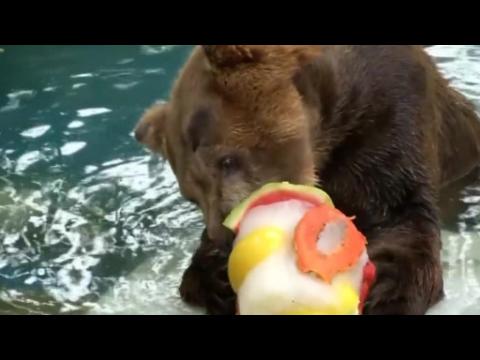 Rio zoo’s animals cool off with ice-lollies