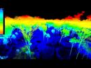 3D laser mapping 'weighs' trees