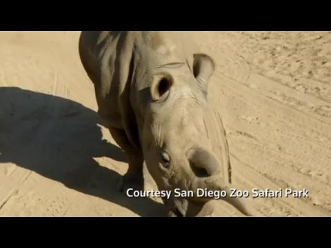 Rare white rhino dies, only five remain on earth