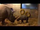 Rhino born at Copenhagen Zoo
