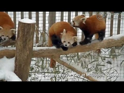 Red pandas frolic in the snow