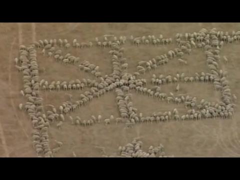 Sheep herded to create Australian flag