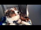 Un chien chante "la Reine des Neiges" - Label : LFA - Category : Animaux