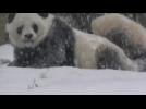 Panda Bao Bao enjoys first snowfall