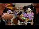Dog parade rings in New Year