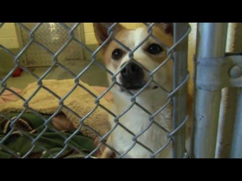 23 dogs bred for meat rescued from South Korea