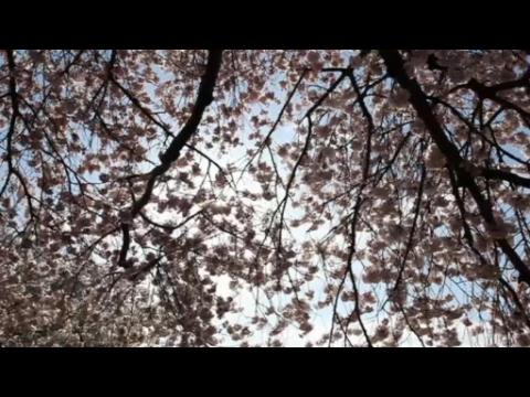 Countdown to cherry blossoms' peak