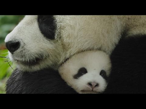 Stunning Disney Nature Documentary 'Born In China' Trailer