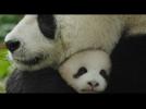 Stunning Disney Nature Documentary 'Born In China' Trailer