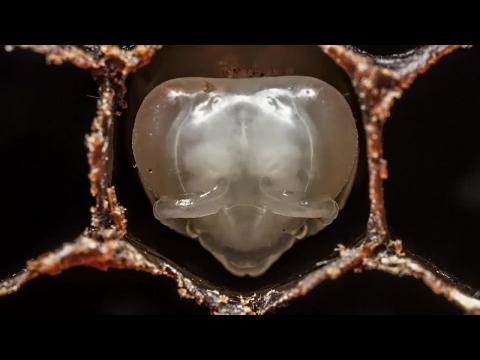 The first 21 days of life of a bee