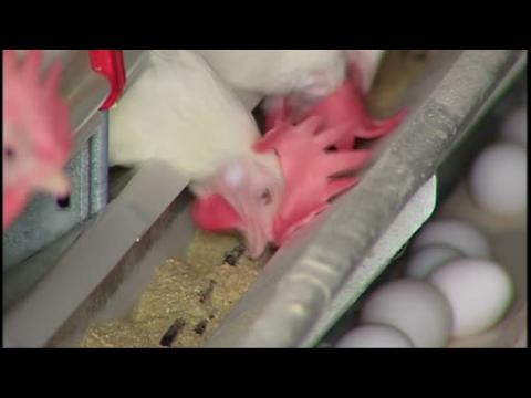 US bird flu causes egg squeeze