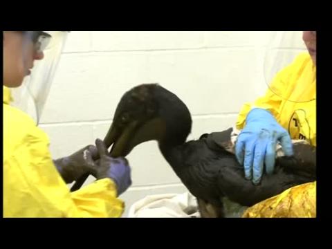 Animals scrubbed clean after US oil spill