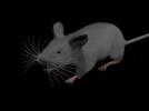 Brain model implanted into virtual mouse body