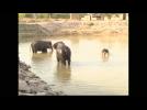 Elephants make a splash in western India