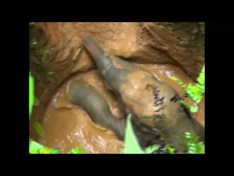 Baby elephant rescued from well by villagers in India