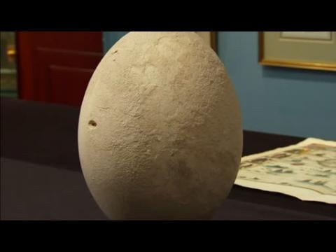 Rare elephant bird egg could fetch more than $70,000 at auction