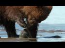 The Cutest Bear Scene From Disney Nature "Bears"