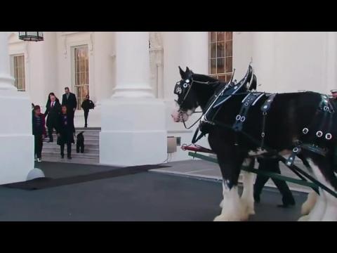 Obama Family And New Dog Receive White House Christmas Tree