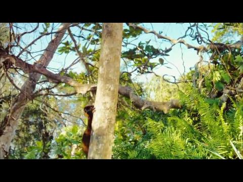 Morgan Freeman and "Island of Lemurs: Madagascar" IMAX Trailer