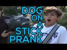 Dog on a Stick Prank!