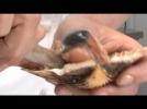 How to remove a scallop from its shell - Label : Atelier des Chefs UK - Category : Cuisine